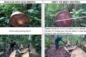 Kiểm tra, xử lý tình trạng phá rừng tại Ngọc Hồi