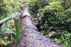  Vụ “Phá nát rừng Kbang”: Chốt giữ rừng không bảo vệ được rừng
