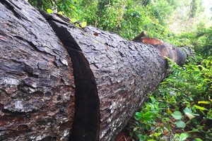 Vụ phá nát rừng Kbang: Tìm thấy 30m³ gỗ ở 2 điểm