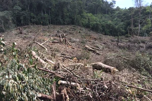 Kon Tum: Phá rừng ở nơi… cấm phá