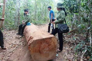 40 đối tượng đe dọa lực lượng chức năng, cướp tang vật nghi liên quan phá rừng