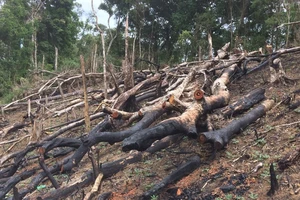 Cận cảnh rừng Kon Plông bị phá nát