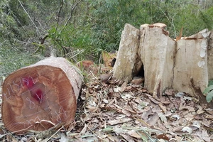 Một vụ phá rừng ở huyện Ia Grai