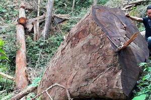 Hàng loạt cán bộ, nhân viên Ban Quản lý rừng phòng hộ Ia Ly bị kỷ luật