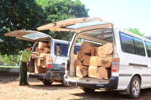 Bắt giữ vụ vận chuyển 7m³ gỗ trái phép