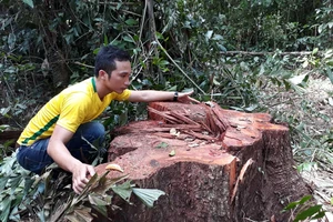 Phát hiện 14 cây cổ thụ bị “xẻ thịt” gần trạm kiểm soát cửa rừng 
