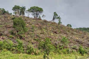 Xử lý nghiêm đối tượng phá 30.000m² rừng ở xã Chư Drăng, huyện Krông Pa