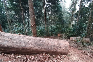 Kiểm tra hiện trường vụ gỗ bị đốn hạ tại Kon Tum