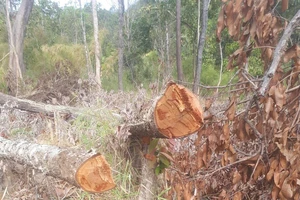 Bắt một đối tượng liên quan trong vụ chặt phá hơn 7,3ha rừng