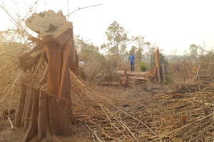 Cục Kiểm lâm chỉ đạo kiểm tra vụ phá rừng ở vành đai biên giới Ia O 