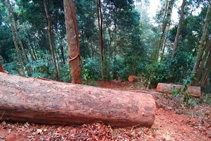 Yêu cầu kiểm điểm trách nhiệm liên quan vụ gỗ “khủng lồ” bị đốn hạ ở Kon Tum 