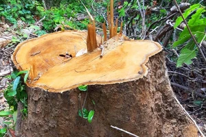 Vụ gỗ bị đốn hạ giữa 2 trạm bảo vệ rừng: xử phạt 200 triệu đồng