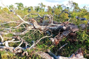 Yêu cầu kiểm điểm tổ chức, cá nhân liên quan vụ xà xẻo tiền dịch vụ môi trường rừng 