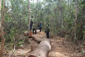Một xã để mất 850ha rừng, chi sai gần 1 tỷ đồng
