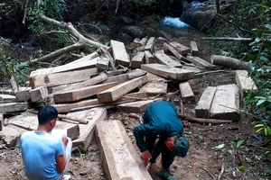 Kon Tum: Rừng già bị tàn phá, gỗ tập kết la liệt