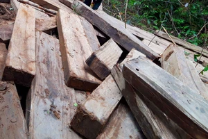 Vụ rừng già Kon Tum bị tàn phá: Gỗ vi phạm không ngừng tăng
