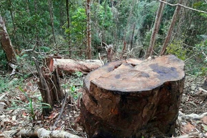 Điều tra vụ lâm tặc xẻ thịt 45m³ gỗ trái phép