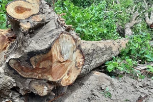 Một cây gỗ giáng hương bị cưa hạ