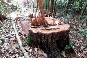 Gia Lai: Khởi tố vụ phá rừng ở xã Hra