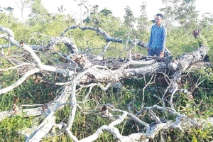 Một vụ phá rừng tại khu vực Cheng Leng, xã Hbông