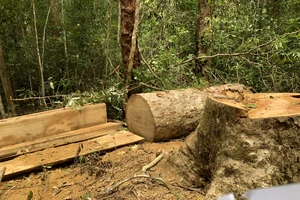 Khởi tố 3 nhân viên bảo vệ rừng tham gia cưa hạ gỗ trái phép trong khu bảo tồn thiên nhiên