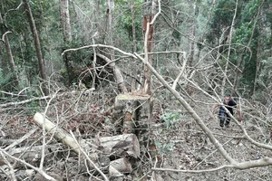 Khởi tố vụ phá rừng ở Vườn Quốc gia Kon Ka Kinh