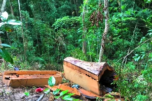 Khởi tố vụ khai thác trái phép gần 85m³ gỗ ở Gia Lai