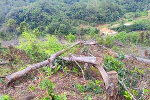 Khởi tố vụ hủy hoại hơn 14.000m² rừng tự nhiên ở Kon Plông