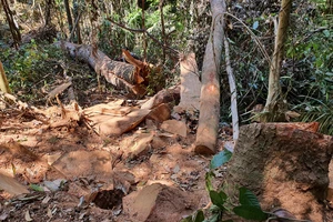 Cục Kiểm lâm vào cuộc vụ gỗ bị đốn hạ la liệt ở “Đà Lạt 2”