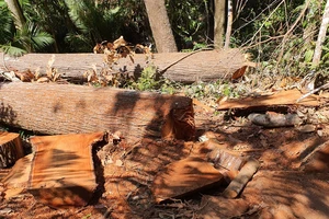 Vụ tàn phá rừng ở “Đà Lạt 2”: Lập chuyên án, xác định được băng nhóm phá rừng
