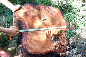 Truy nã 3 đối tượng khai thác trái phép gỗ hương trong vườn quốc gia