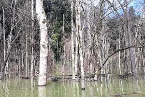 Thủy điện Thượng Kon Tum tích nước lòng hồ làm chết hơn 25ha rừng