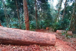 Một vụ phá rừng ở huyện Tu Mơ Rông. Ảnh: HỮU PHÚC