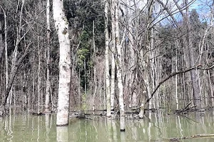 Thủy điện Thượng Kon Tum tích nước làm chết hơn 25ha rừng do đo đạc, kiểm tra thực tế thiếu chính xác 
