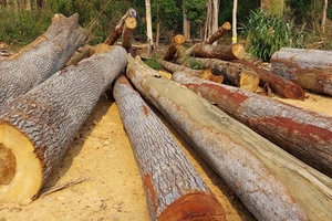 Công ty lâm nghiệp để xảy ra khai thác, cất giấu trái phép hơn 941m³ gỗ trong 3 năm