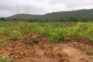 Khởi tố vụ tàn phá 4.400m² rừng phòng hộ ở Hbông