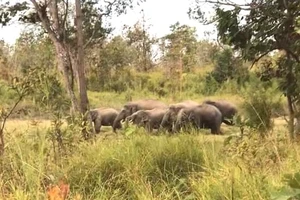Một đàn voi rừng mà Trung tâm bảo tồn voi đang giám sát, theo dõi