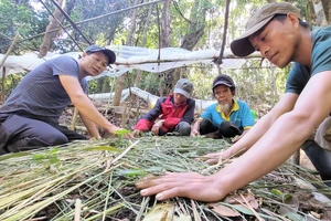 Kon Tum: Khoanh nợ cho dân trồng sâm Ngọc Linh