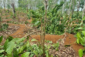 Công an điều tra vụ hơn 1.000 cây cà phê của dân bị chặt phá