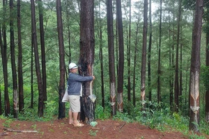 Doanh nghiệp trồng “nhầm” hàng trăm ha rừng ngoài diện tích cho thuê 