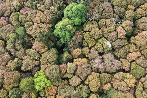 Lập hồ sơ đề cử Khu dự trữ sinh quyển thế giới cao nguyên Kon Tum