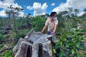 Kon Tum: Xử phạt một doanh nghiệp để mất rừng 