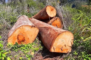 Kon Tum: Bắt giữ 5 lâm tặc khai thác gỗ trái phép