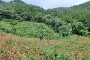 Thanh tra việc trồng, quản lý, bảo vệ rừng tại công ty lâm nghiệp để mất 11,6ha rừng trồng 