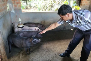 Vụ heo cấp cho hộ nghèo chết hàng loạt: Đã khống chế thành công ổ dịch tại 2 làng