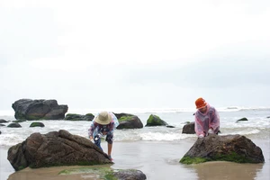 Đa số người dân Nam Ô vào mùa mưa đều đi hái rong biển