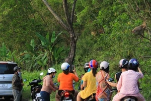 Không cho khỉ ăn để bảo vệ đàn khỉ trên bán đảo Sơn Trà