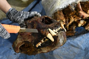 Đà Nẵng bắt giữ container chứa sừng tê giác và xương động vật từ Nam Phi
