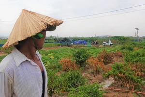 Ông Lê Hồng Việt đau đáu nhìn mấy cây ớt mới trồng bị chết cháy. Ảnh: XUÂN QUỲNH