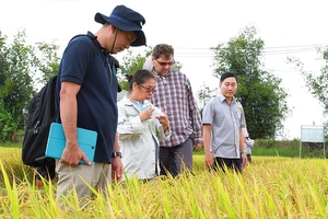 Tập đoàn Lộc Trời đưa chuyên gia nước ngoài hướng dẫn nông dân sản xuất tăng chất lượng gạo Việt